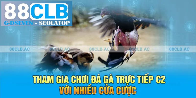 Tham gia chơi đá gà trực tiếp C2 với nhiều cửa cược