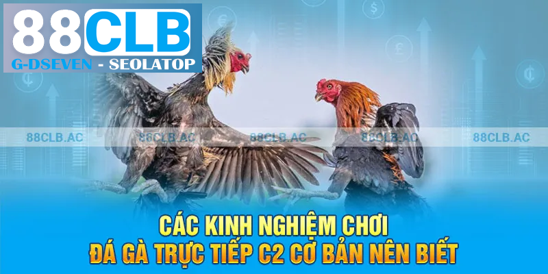 Các kinh nghiệm chơi đá gà trực tiếp C2 cơ bản nên biết