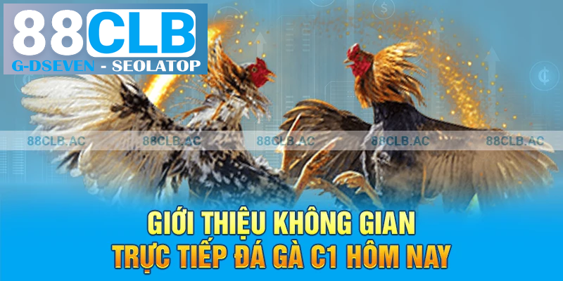 Giới thiệu không gian trực tiếp đá gà C1 hôm nay