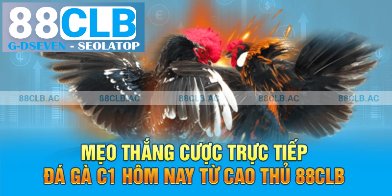 Mẹo thắng cược trực tiếp đá gà c1 hôm nay từ cao thủ 88clb