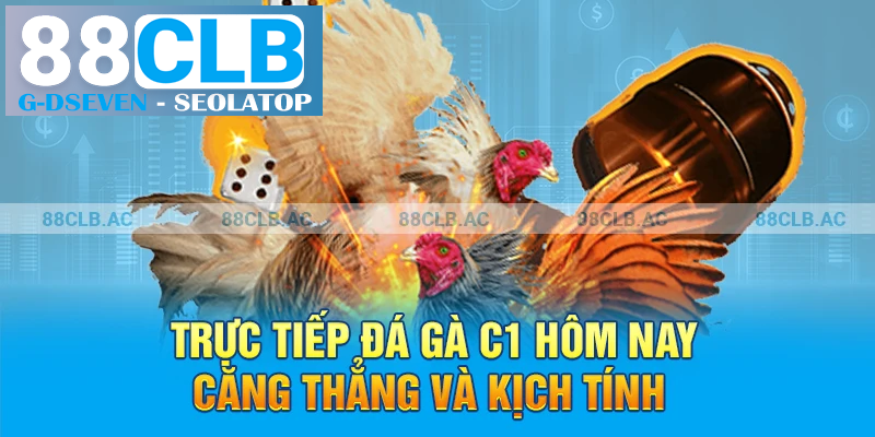 Trực tiếp đá gà C1 hôm nay căng thẳng và kịch tính